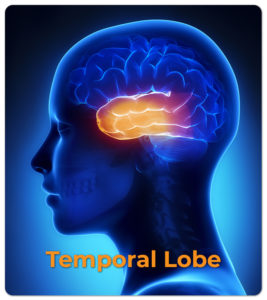 Temporal Lobe - impacts of TBI