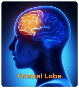 Frontal Lobe - impacts of TBI
